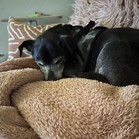 Rufus