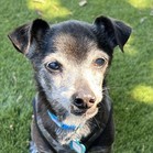 Rufus