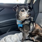 Rufus