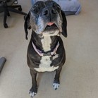 Libby