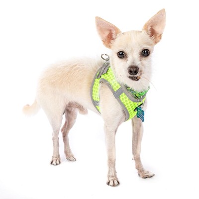 Lemon top head chihuahua
