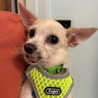 Lemonhead