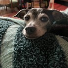 Twinkie
