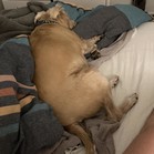 Palomino