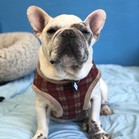 Bosco