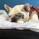 Bosco