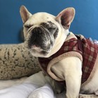 Bosco