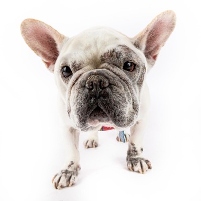 French discount bulldog mutt