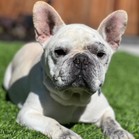 Bosco