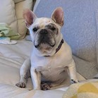 Bosco