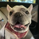 Bosco