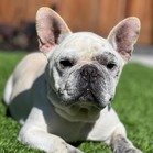 Bosco