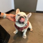 Bosco