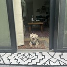Ziggles