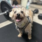 Ziggles