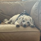 Ziggles