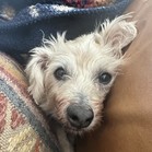 Ziggles