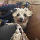 Ziggles