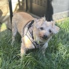 Ziggles