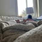 Tetrazzini