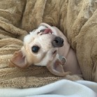 Tetrazzini