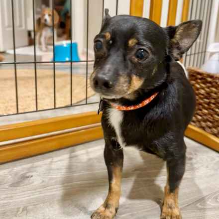 Grilled Cheese (Elvis)