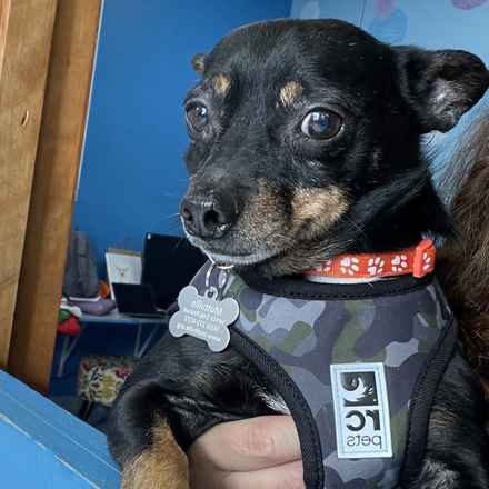 Grilled Cheese (Elvis)