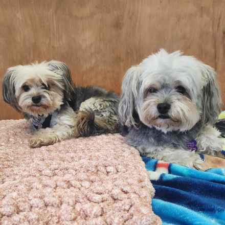 Kerpuffle & Vacation