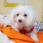 Pimento (Shiro)