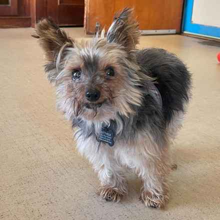 Dave the Magical Cheese Wizard