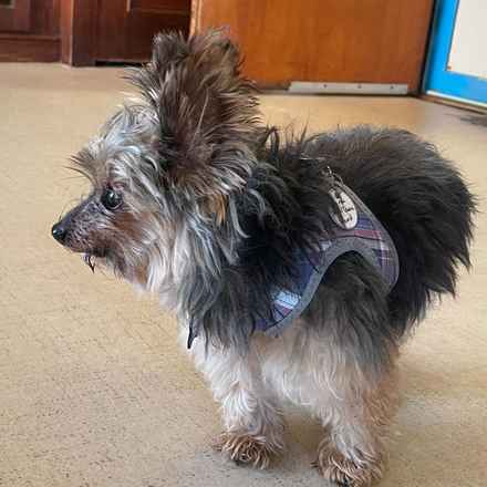 Dave the Magical Cheese Wizard