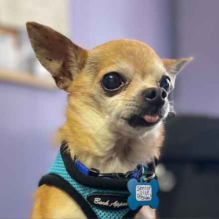 Senior Vice President