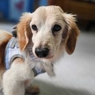Rudy