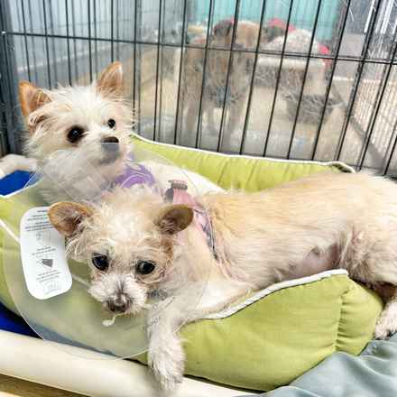 Izzy & Sally O'Malley