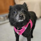 Sadie Sue