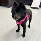 Sadie Sue