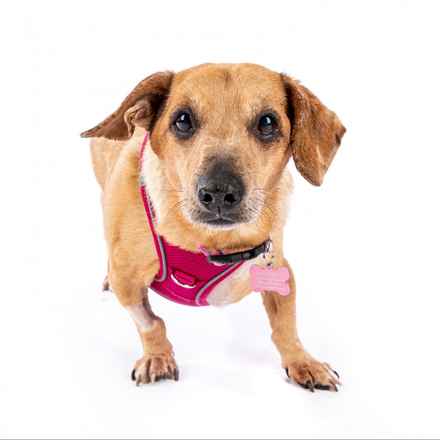 Casserole & Al Dente