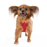 Midge (Miss Vivien Butterfly)