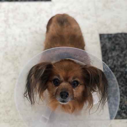 Midge (Miss Vivien Butterfly)