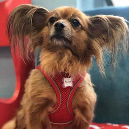 Midge (Miss Vivien Butterfly)