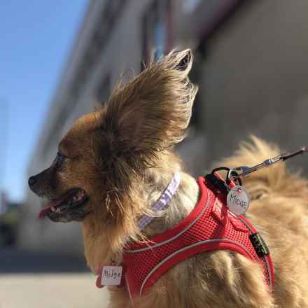 Midge (Miss Vivien Butterfly)