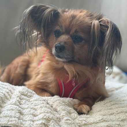 Midge (Miss Vivien Butterfly)