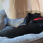 Bonita