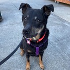 Bonita