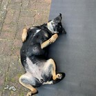 Bonita