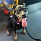 Bonita