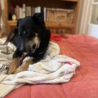 Bonita