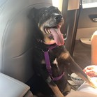 Bonita