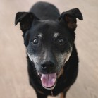 Bonita