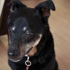 Bonita
